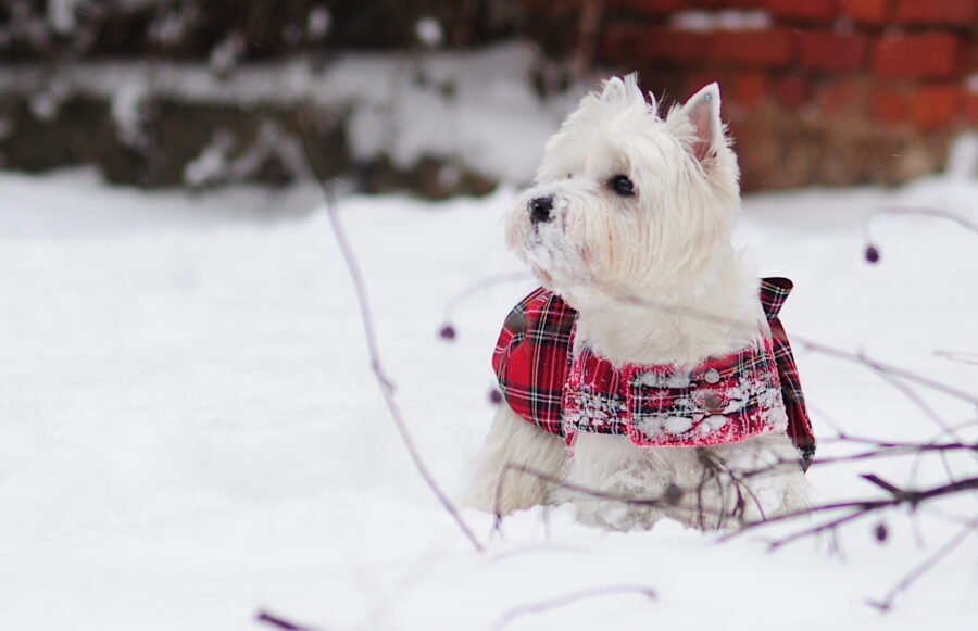 westie in a plaid dog dress coat in the snow