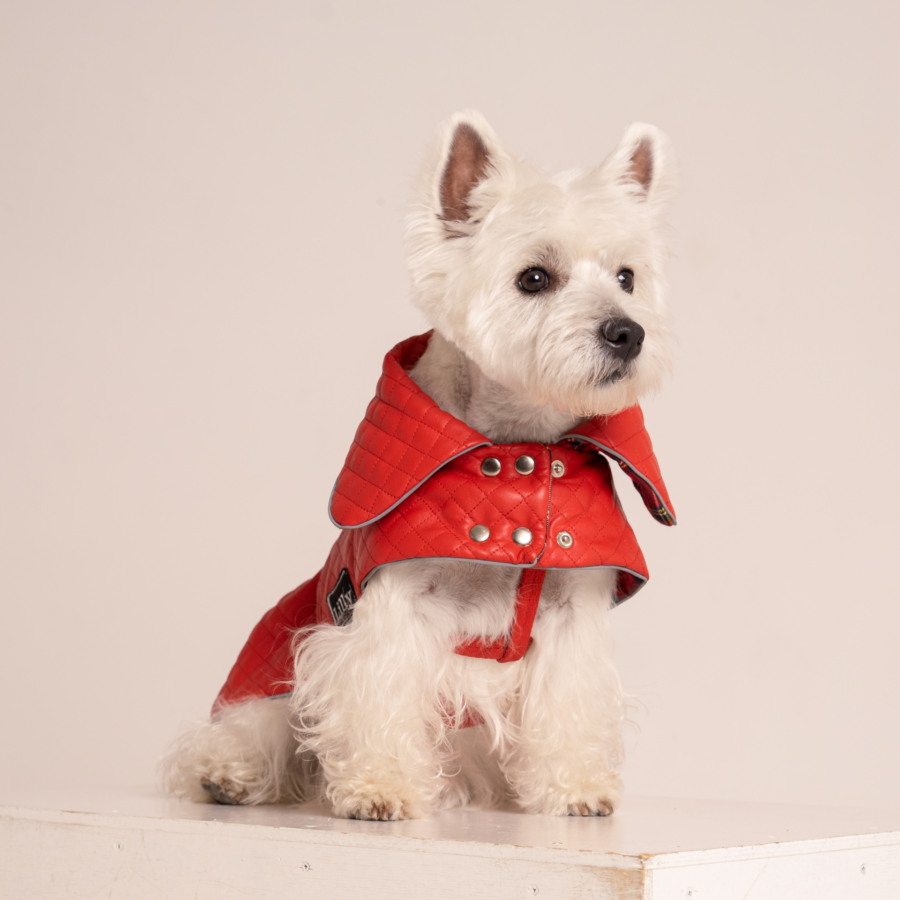 White dog sitting and looking, wearing Plaid Dog Coat-CiuCiu Bestdograincoats