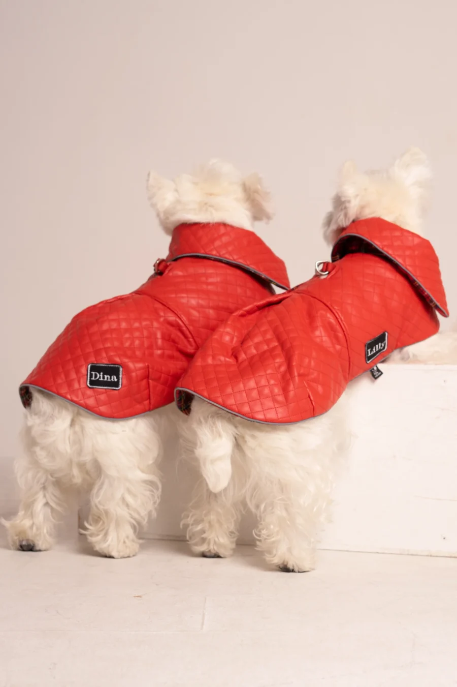 White dog westie in a red faux leather coat standing backwards on a white cube