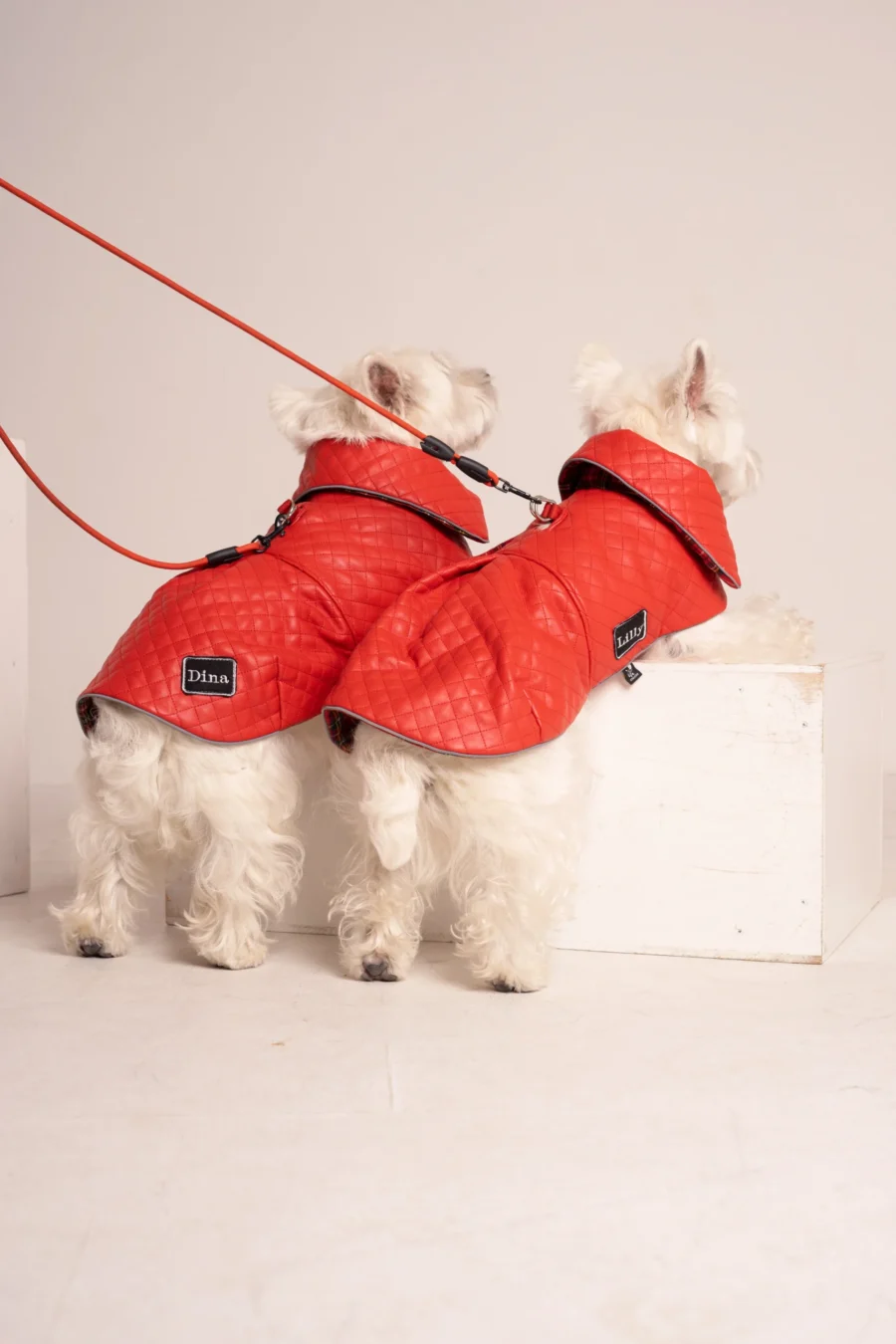 Two White dogs westies in a red faux leather coat standing backwards on a white cube