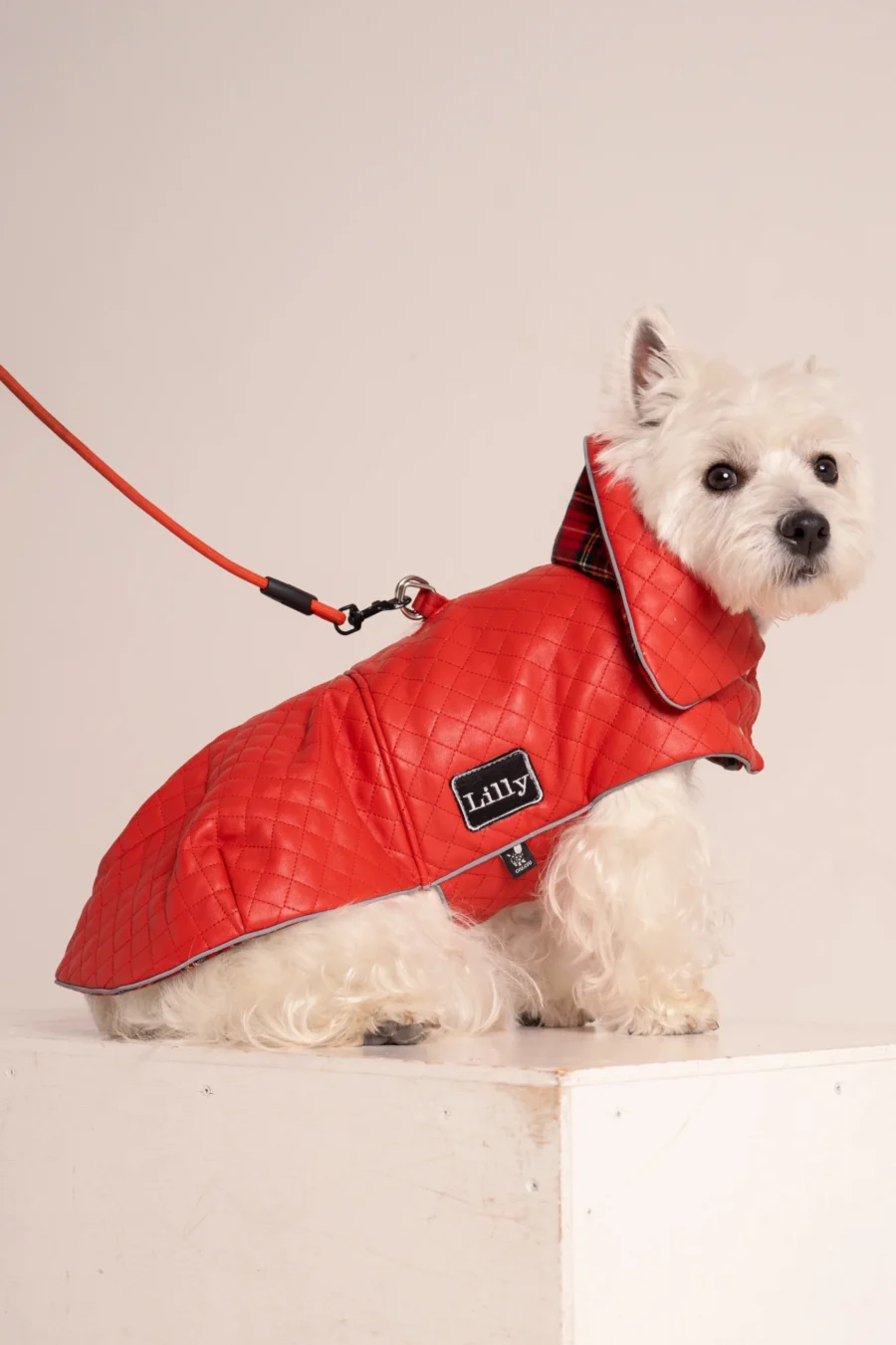 white dog girl in a Red faux leather warm winter coat dress sitting side ways with a red leash