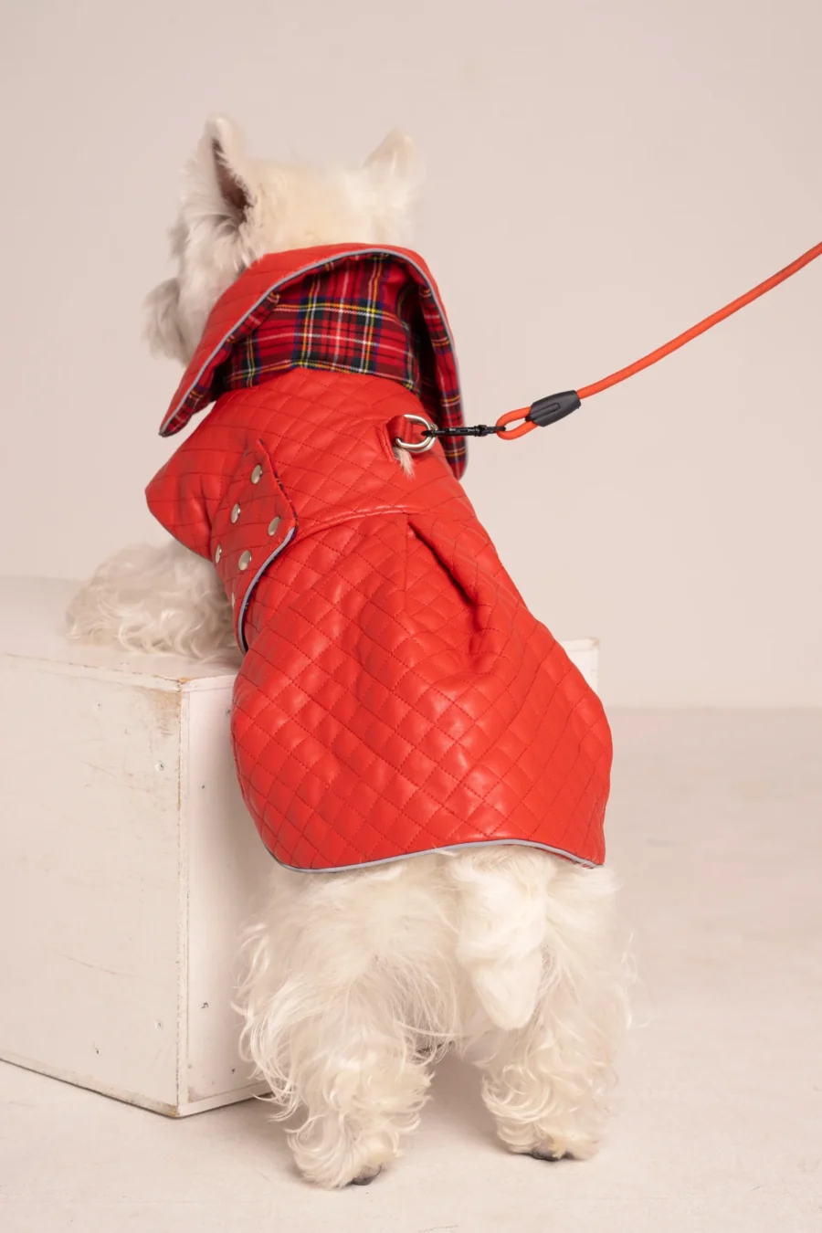 White dog westie in a red faux leather coat standing backwards on a white cube