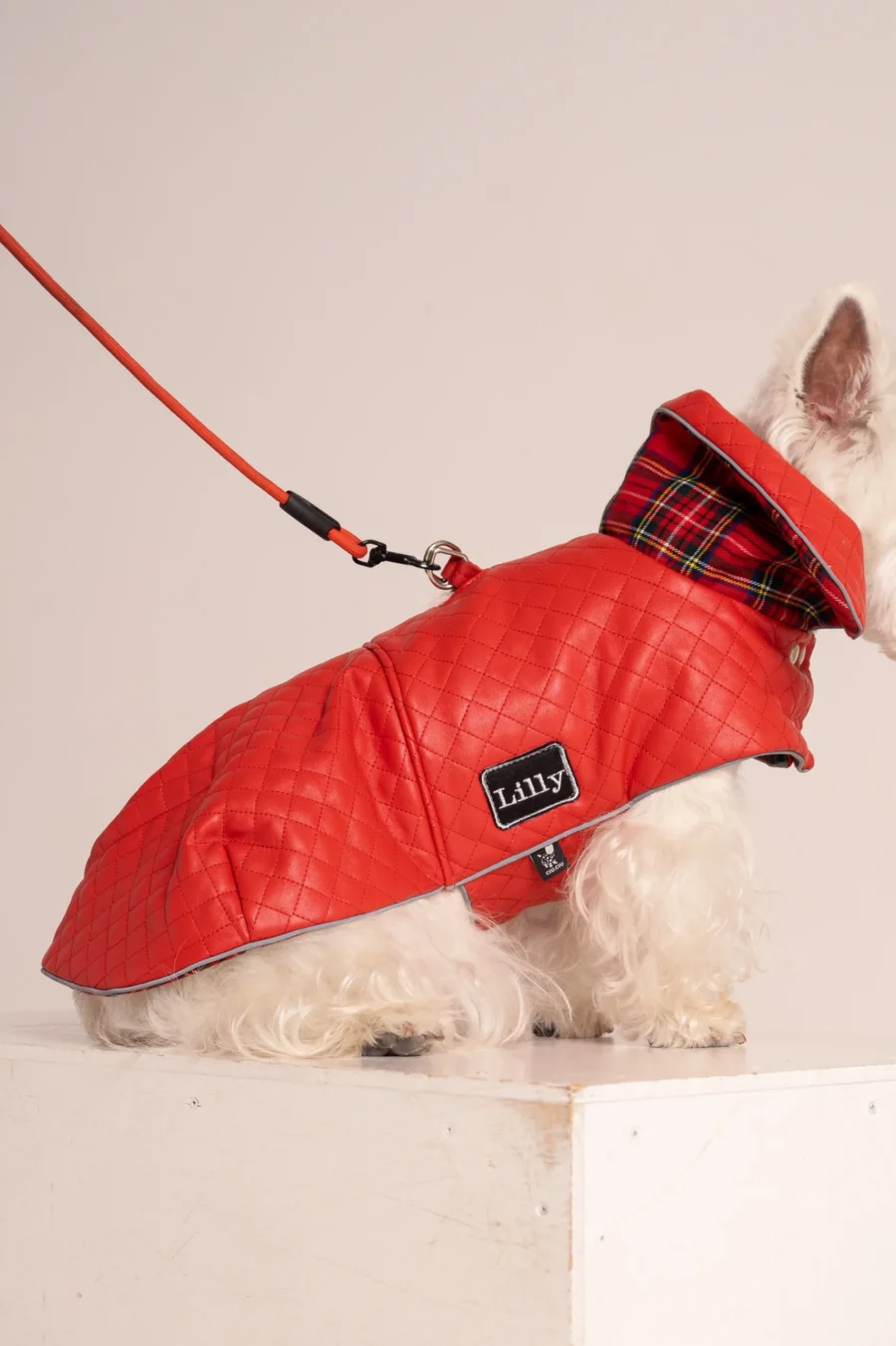 White dog westie in a red faux leather coat sitting on a white cube sideways