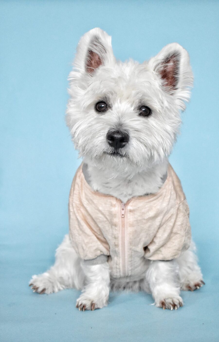 westie dog sitting and looking in blue background wearing pink linen dog tshirt made by ciuciu