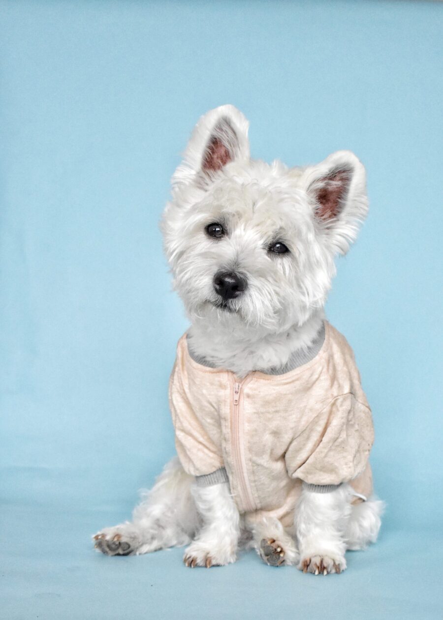 westie dog sitting and looking in blue background wearing pink linen dog tshirt made by ciuciu