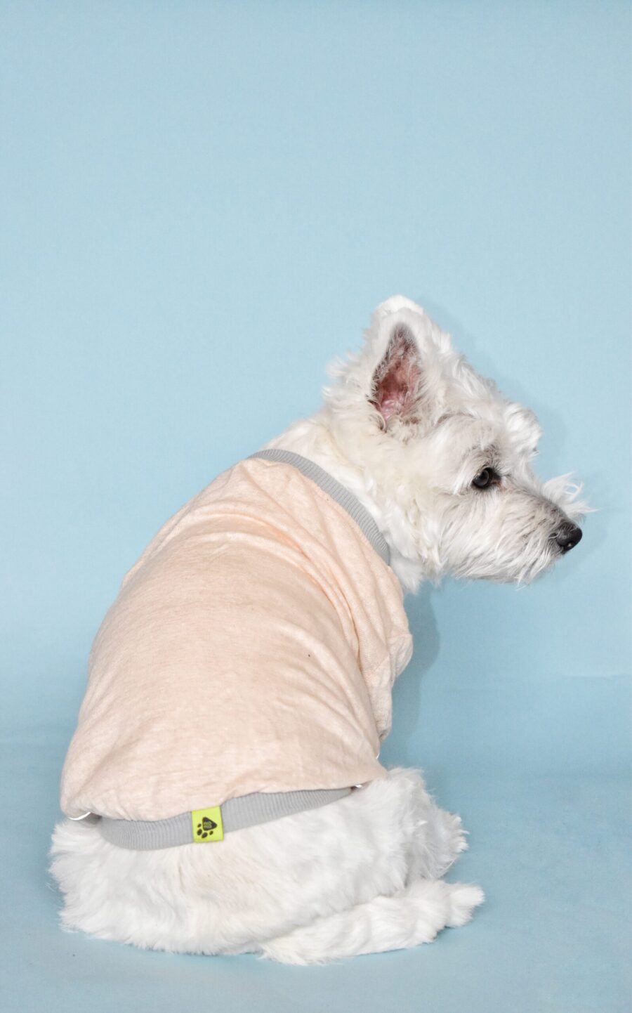 westie dog sitting and looking back in blue background wearing pink linen dog tshirt made by ciuciu