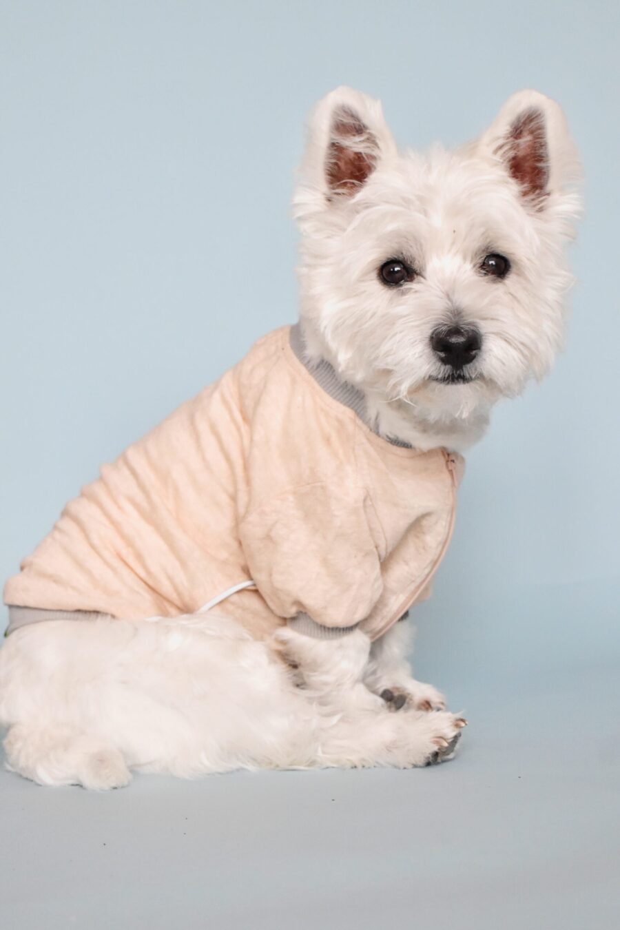 westie dog sitting and looking side ways in blue background wearing pink linen dog tshirt made by ciuciu