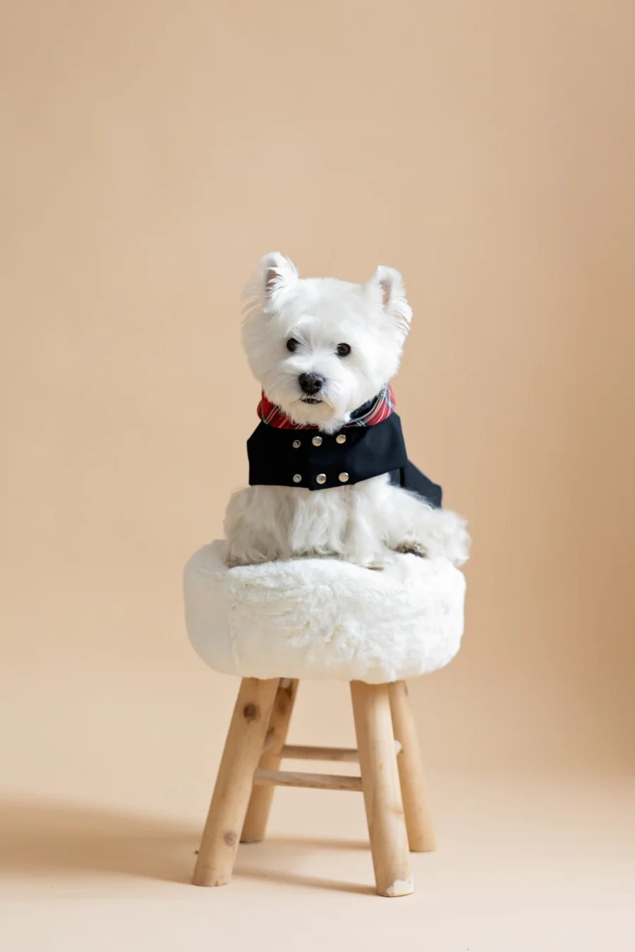 White dog sitting on fur chair wearing Waterproof Dog Coat-Dress With Plaid Hood or Collar