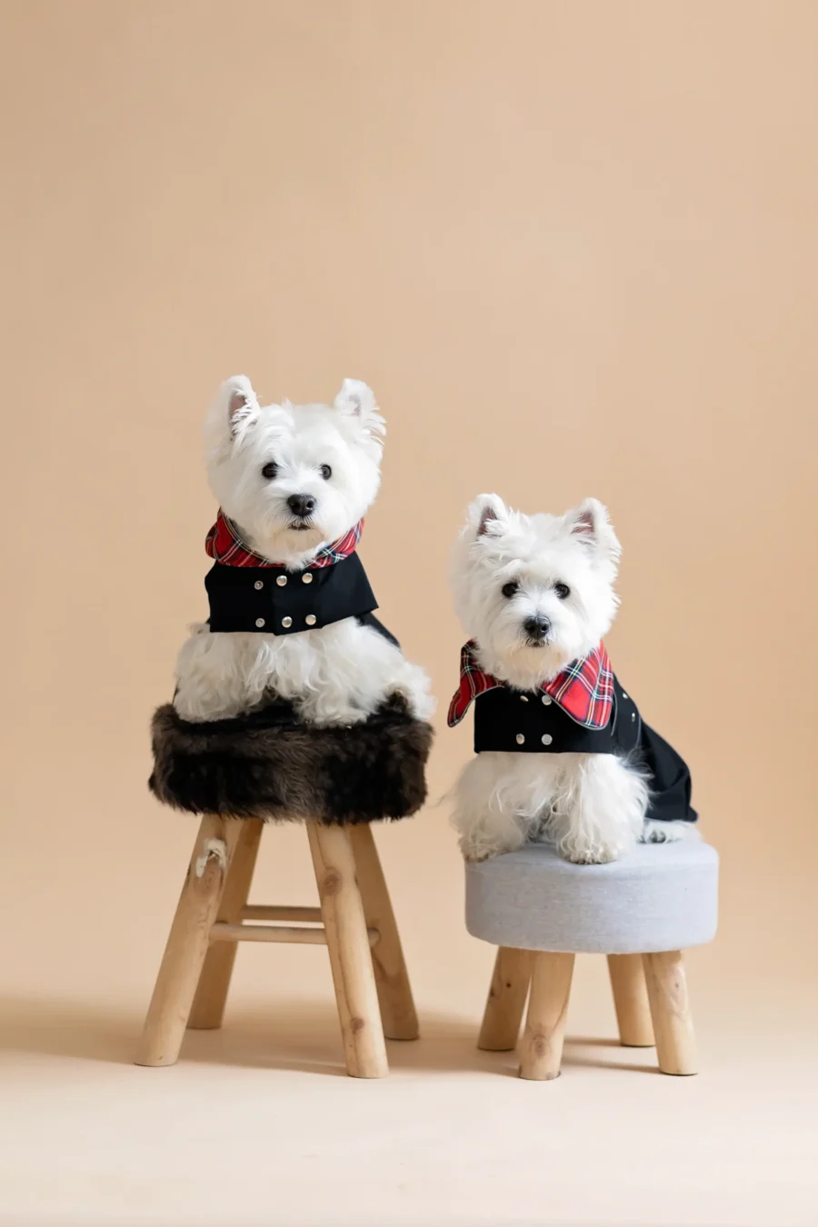 Two white dogs sitting on fur chairs wearing Waterproof Dog Coat-Dress With Plaid Hood or Collar