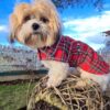 plaid-scottish-dog-coat-ciuciu-bestdograincoats