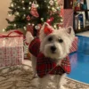 plaid-scottish-dog-coat-ciuciu-bestdograincoats
