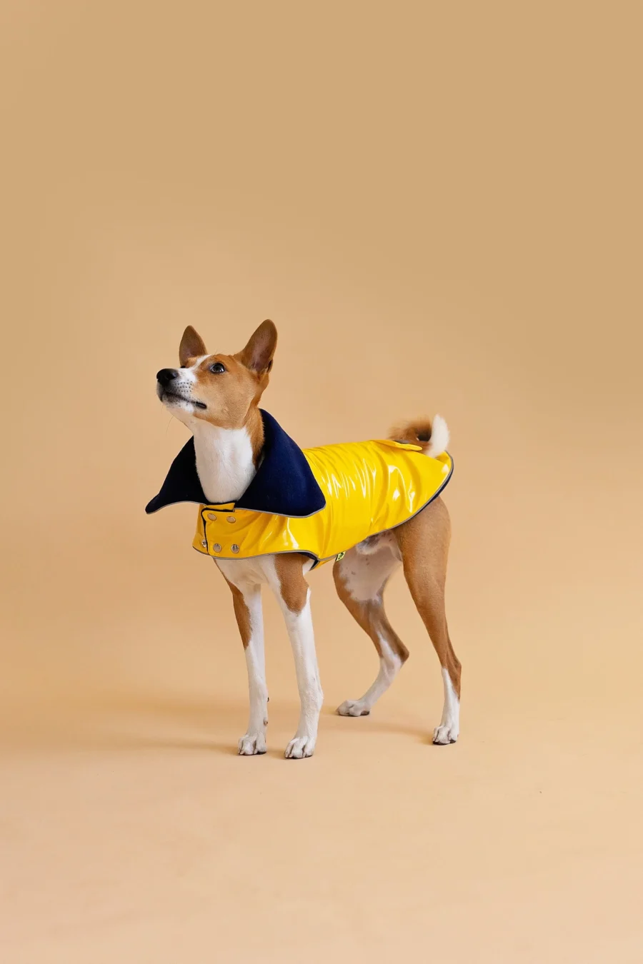 Basenji standing in beige background looking up and wearing yellow pvc dog coat in clasic yellow style. ciuciu. best dog raincoats