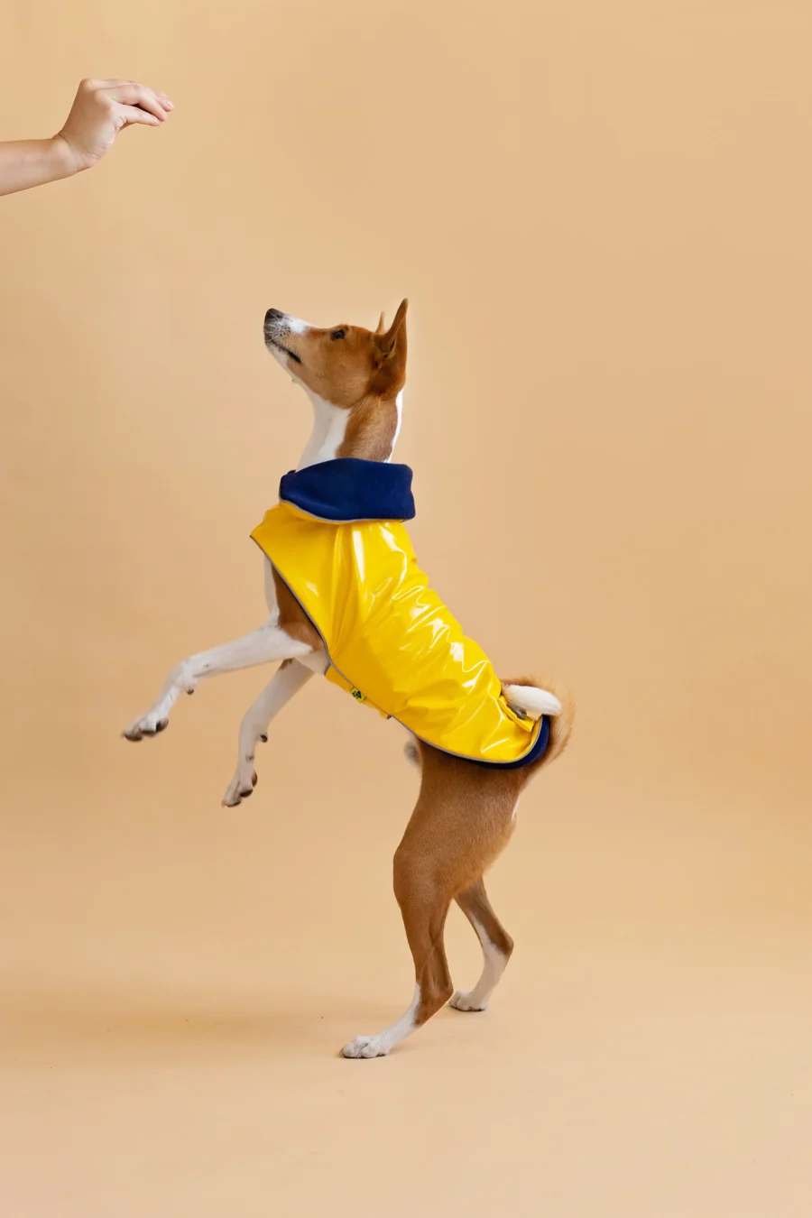 Basenji standing on two feet in beige background looking up and wearing yellow pvc dog coat in clasic yellow style. ciuciu. best dog raincoats