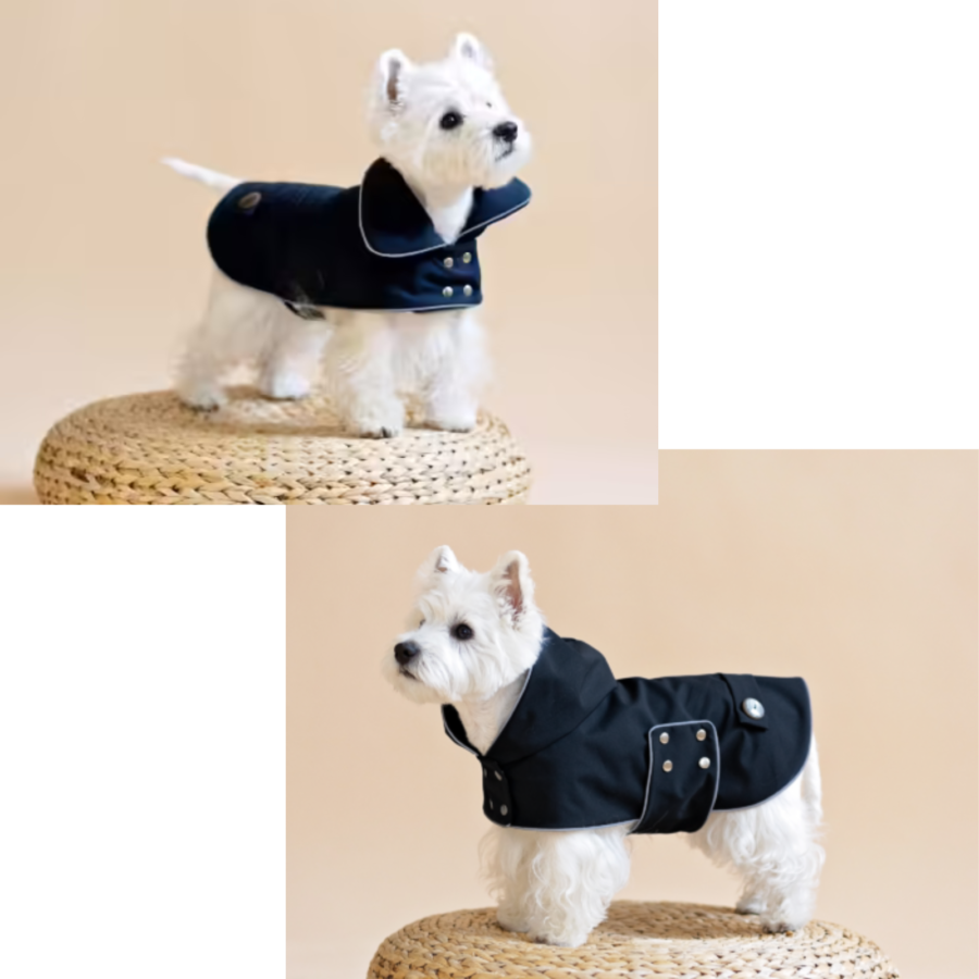 westie in a black waterproof dog coat with hood or collar