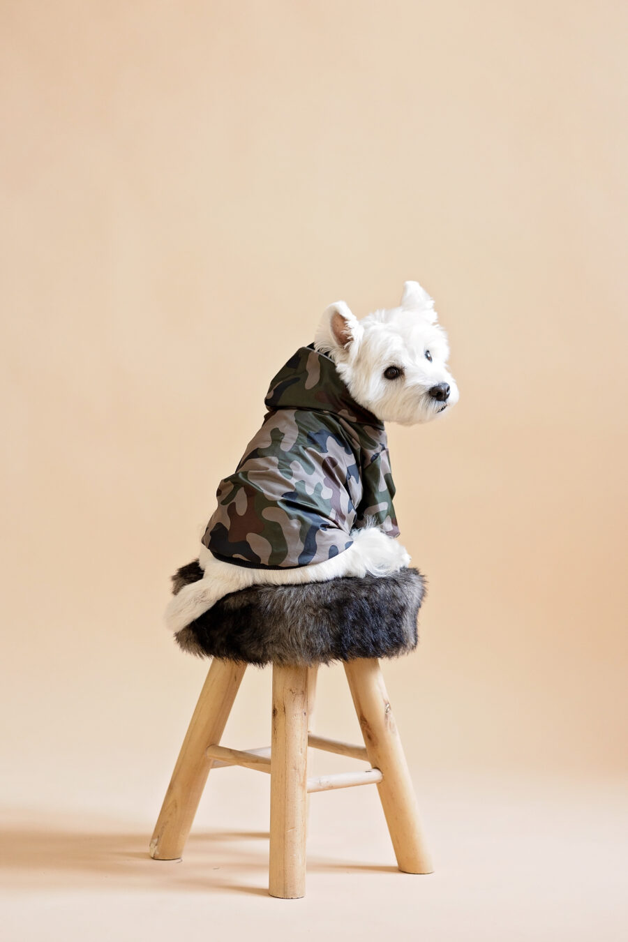 Westie sitting in beige background wearing camouflage jacket made by ciuciu