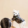 Westie sitting in beige background wearing camouflage jacket made by ciuciu