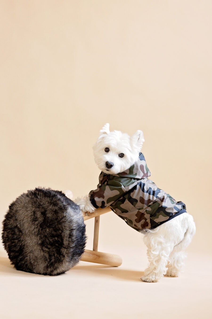 Westie sitting in beige background wearing camouflage jacket made by ciuciu