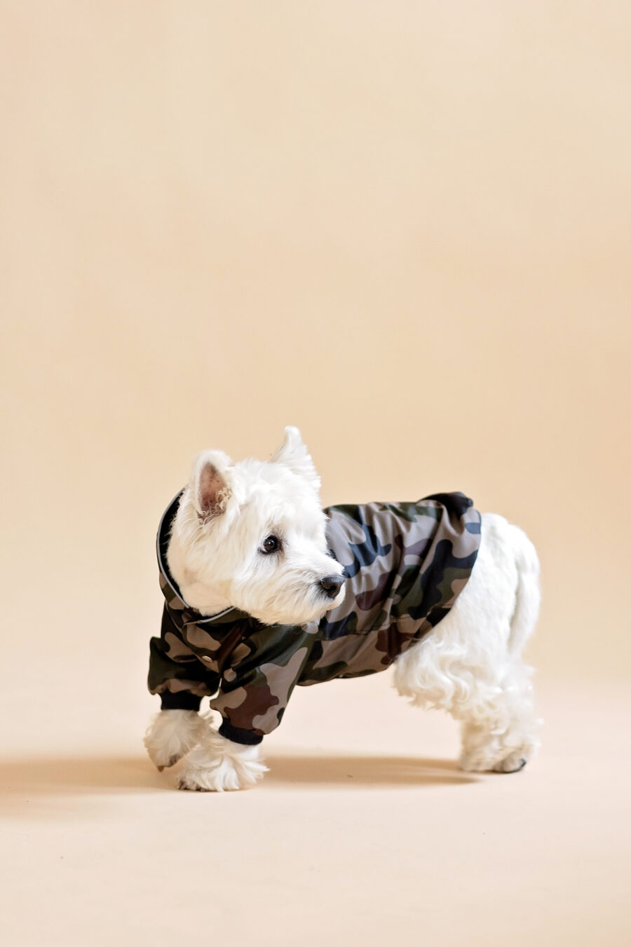 Westie sitting in beige background wearing camouflage jacket made by ciuciu