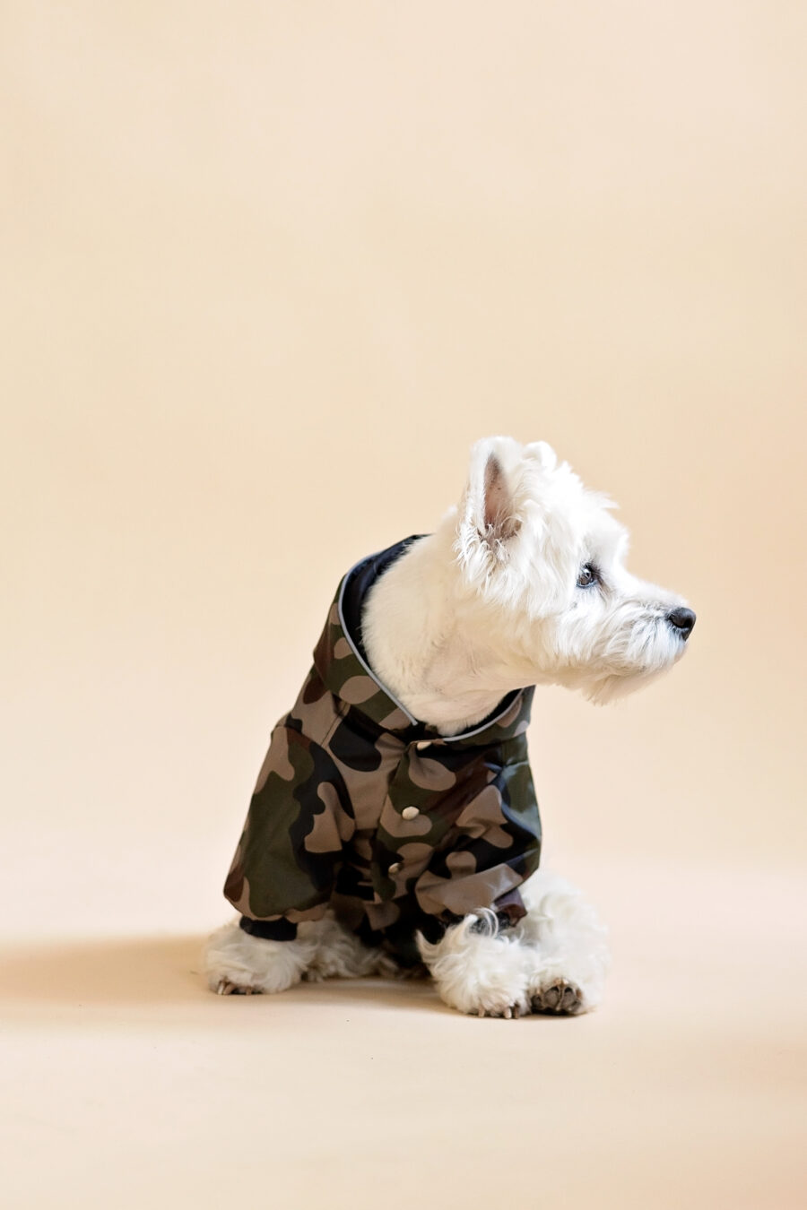 Westie sitting in beige background wearing camouflage jacket made by ciuciu