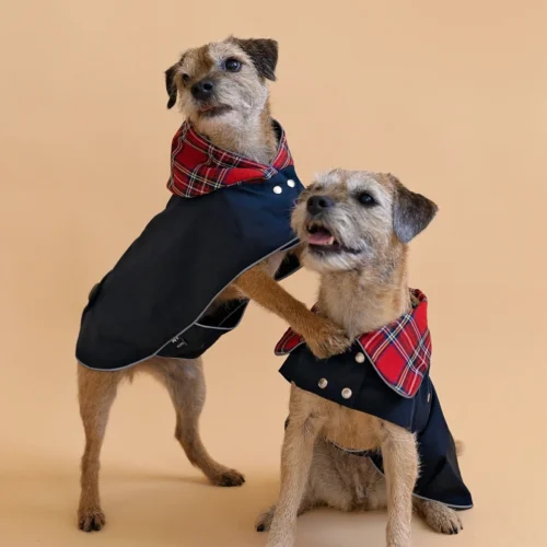 Two border terrier hugging dressed in scottish coats.