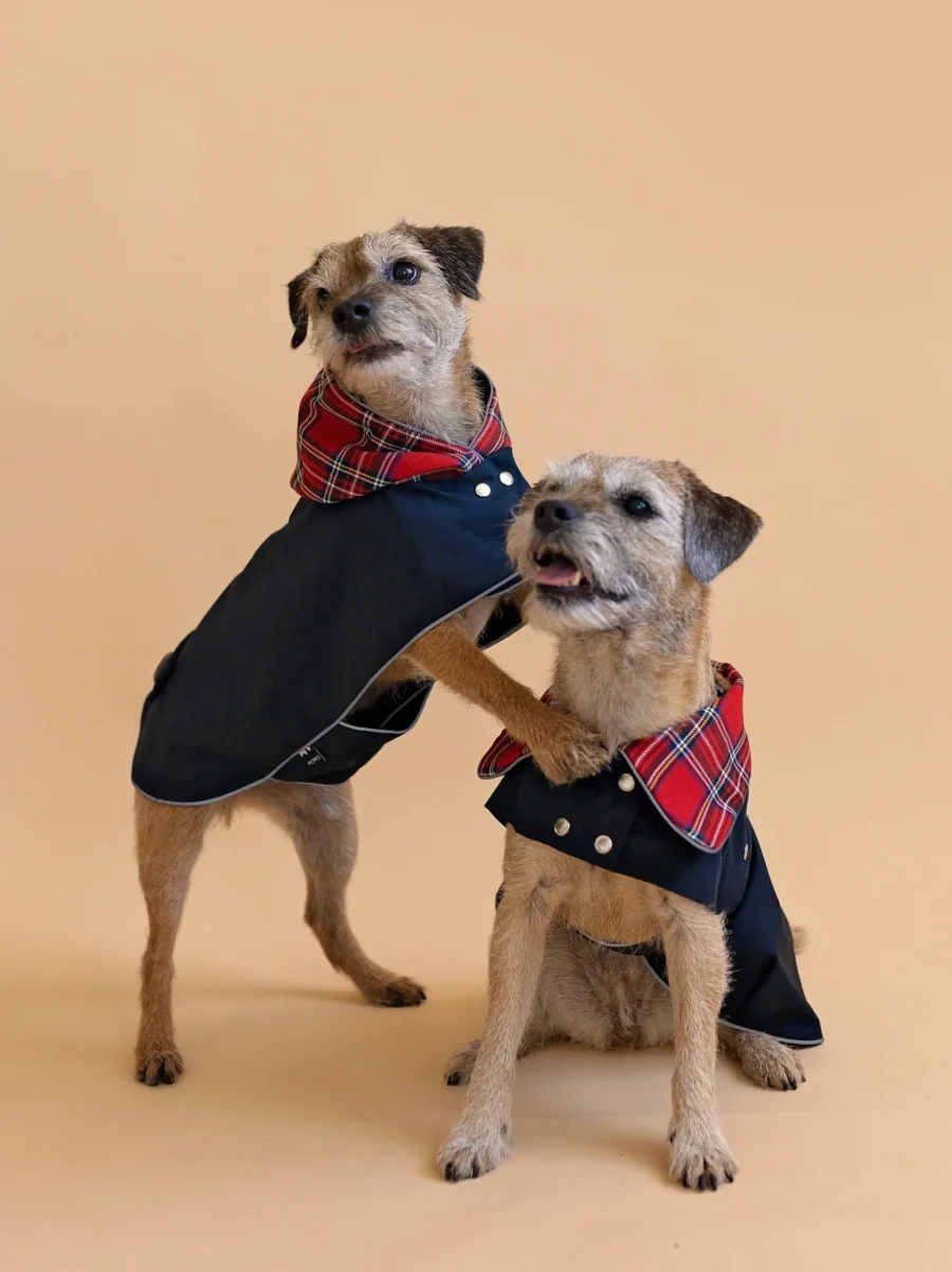 Two border terrier hugging dressed in scottish coats.