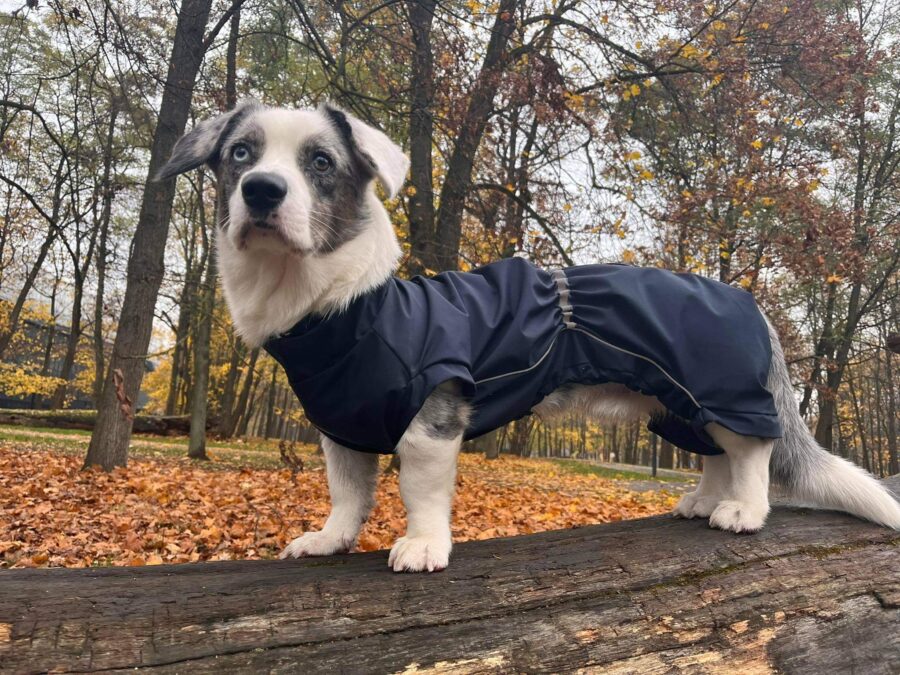 White corgi with dark grey spots wearing navy raincoat standing on a log an looking into camera. Autumn in background.