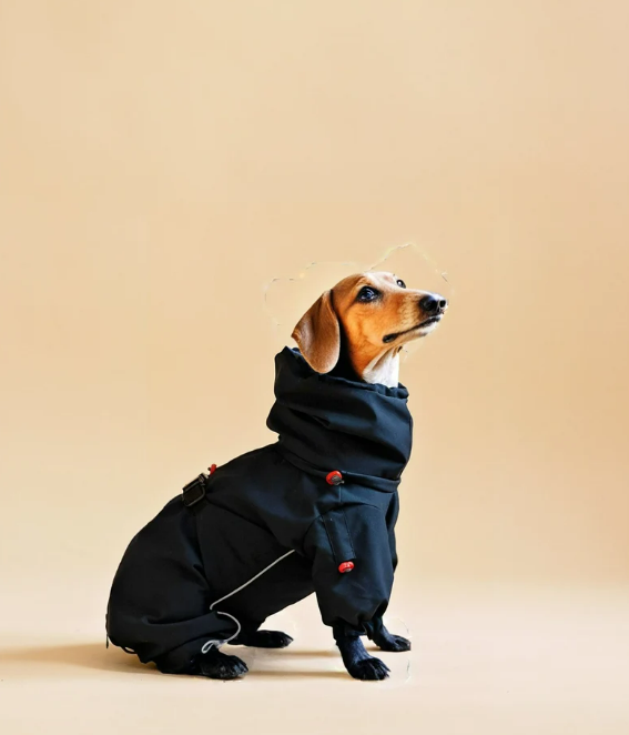 dachshund sitting sideways wearing black dog overall raincoat