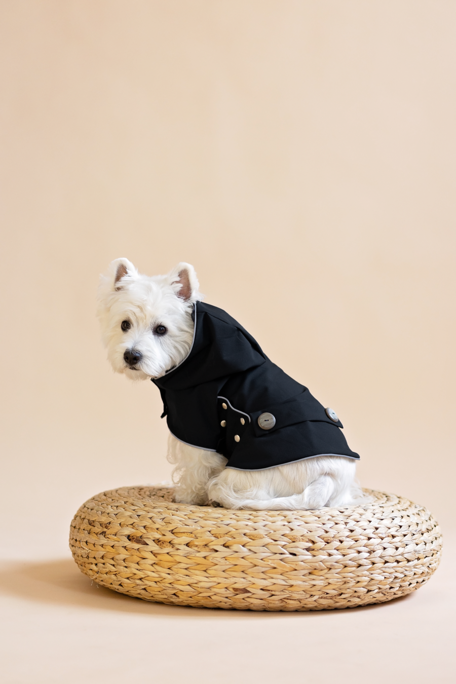 White dog sitting on wooden poof wearing Waterproof Dog Coat-made by ciuciu bestdograincoats