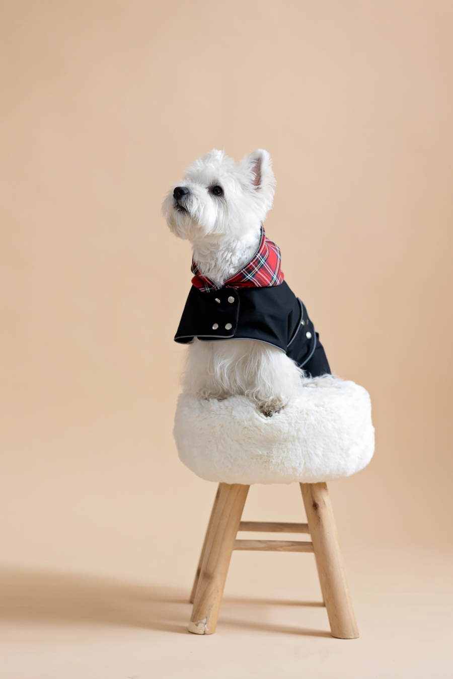 White dog sitting on fur chair wearing Waterproo-f Dog Coat-Dress With Plaid Hood or Collar CiuCiu Bestdograincoats