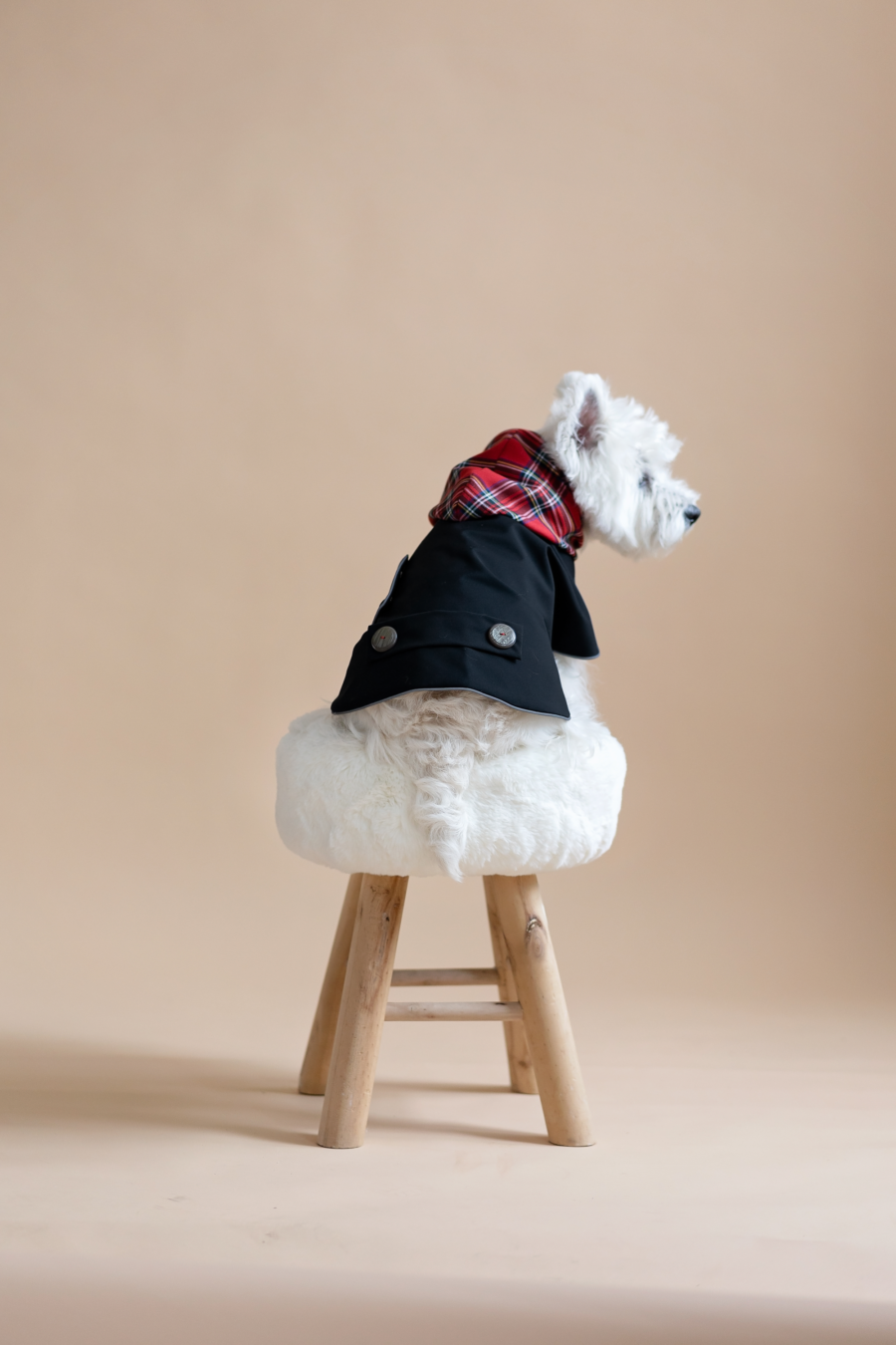 White dog sitting on fur chair wearing Waterproo-f Dog Coat-Dress With Plaid Hood or Collar CiuCiu Bestdograincoats