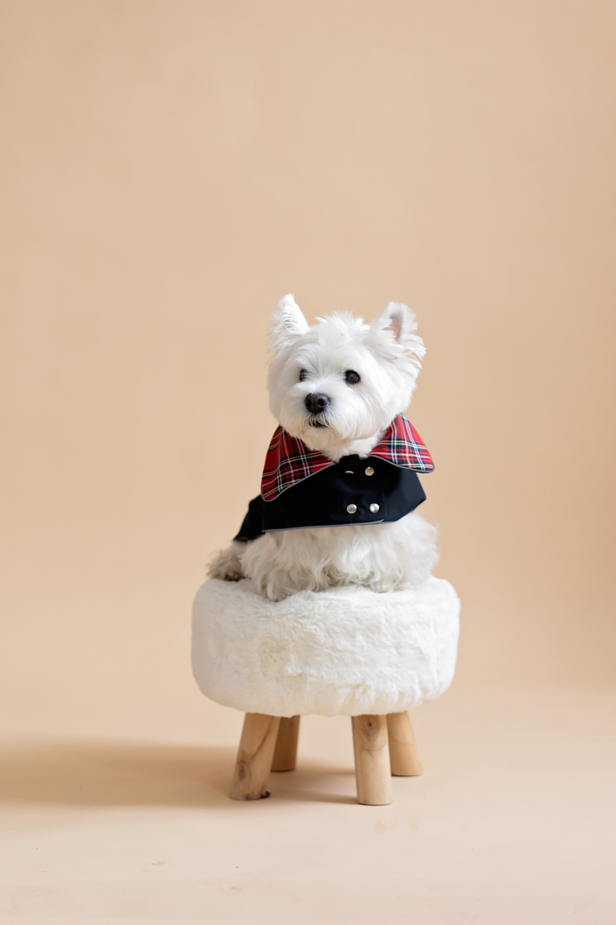 White dog sitting on fur chair wearing Waterproo-f Dog Coat-Dress With Plaid Hood or Collar CiuCiu Bestdograincoats