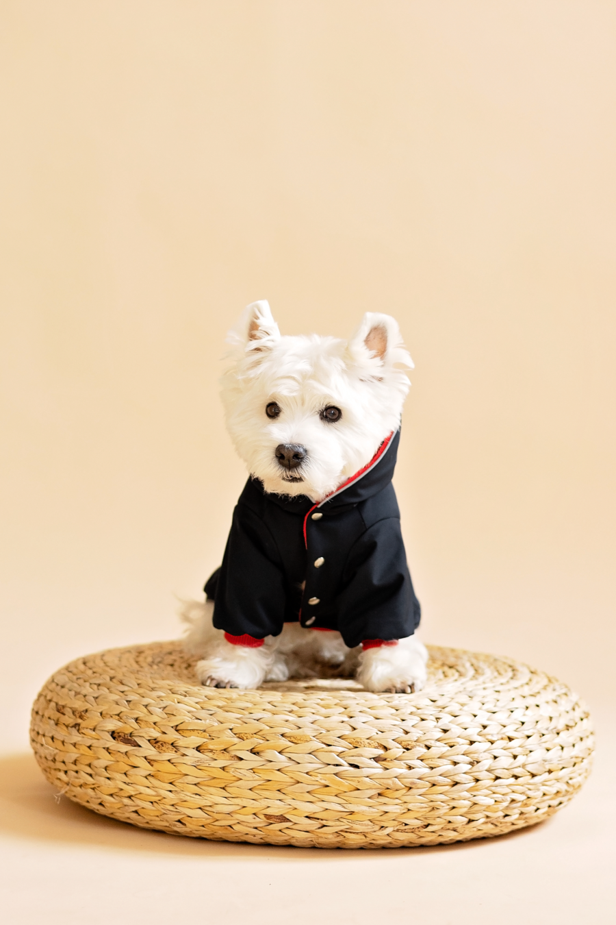 Westie standing on weeoden puff wearing black dog jacket made by ciuciu