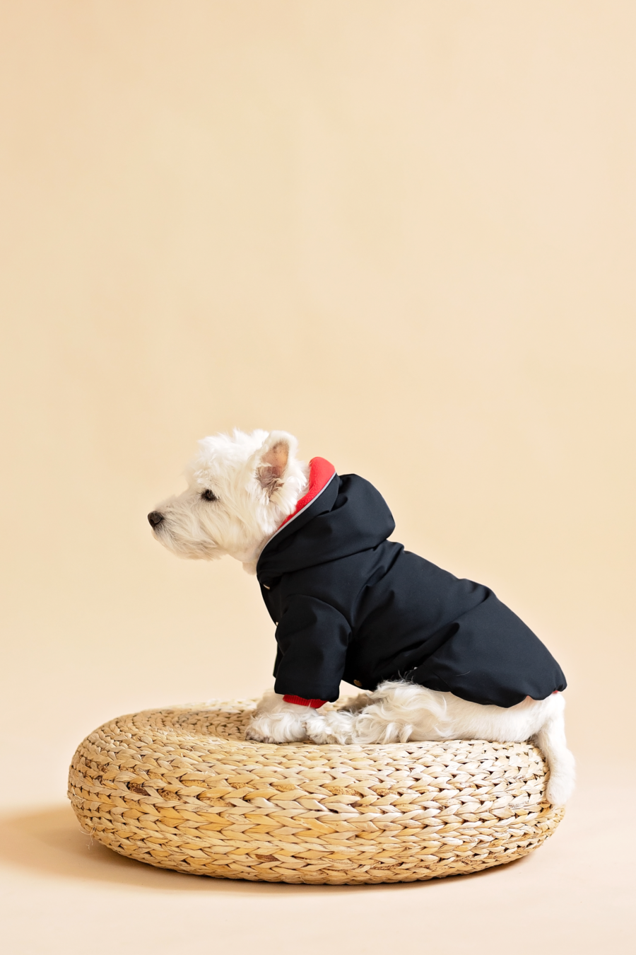 Westie standing on weeoden puff wearing black dog jacket made by ciuciu