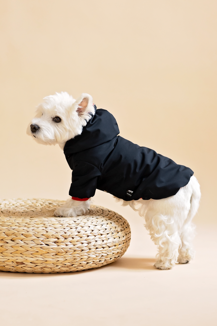 Westie standing in black jacket