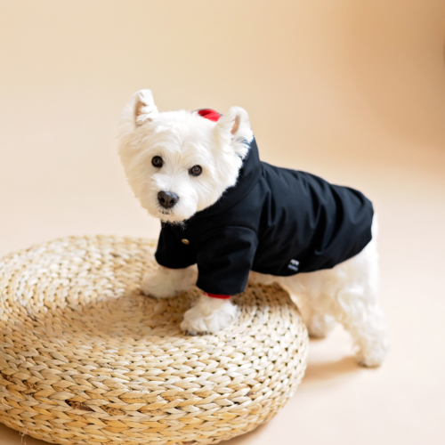 Westie standing on weeoden puff wearing black dog jacket made by ciuciu