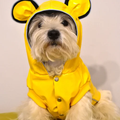 Westie sitting in funny yellow vinyl jacket with bear ears. ciuciu bestdograincoats dog clothes.