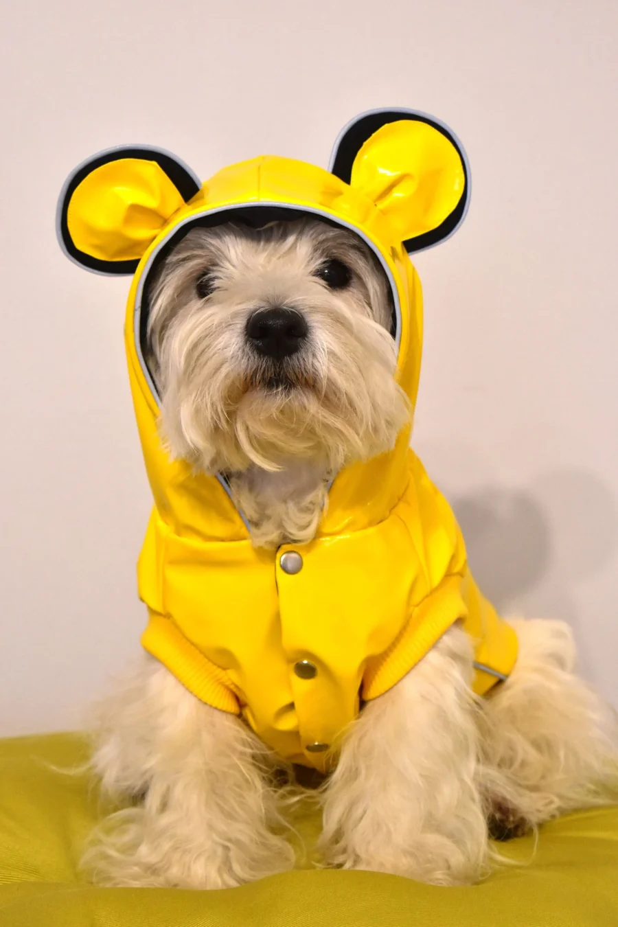 Westie sitting in funny yellow vinyl jacket with bear ears. ciuciu bestdograincoats dog clothes.