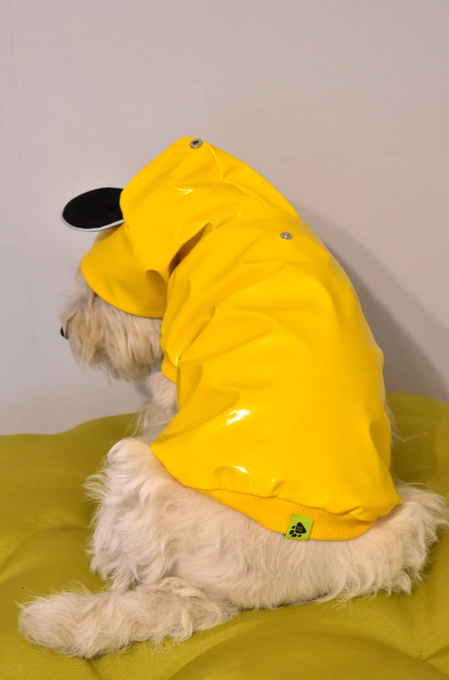 Westie sitting in funny yellow vinyl jacket with bear ears. ciuciu bestdograincoats dog clothes.