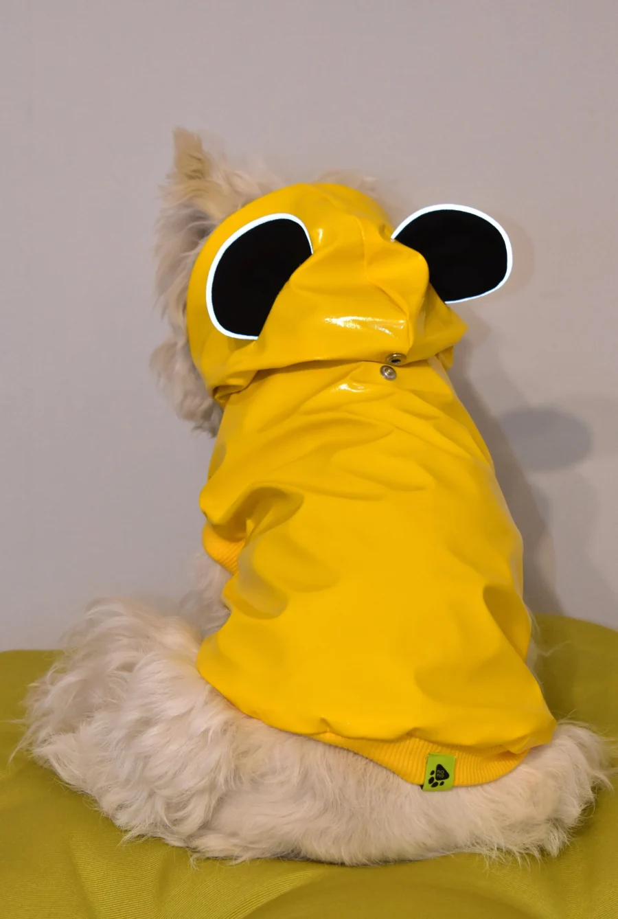 Westie sitting in funny yellow vinyl jacket with bear ears. ciuciu bestdograincoats dog clothes.