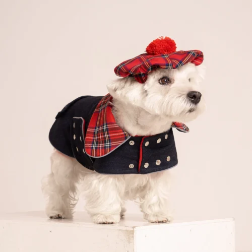 Westie sitting in beige background, wearing red plaid royal stewart christmas tam and jeans coat. ciuciu bestdograincoats