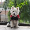 Westie sitting in spring background, wearing red plaid royal stewart christmas tam and jeans coat. ciuciu bestdograincoats