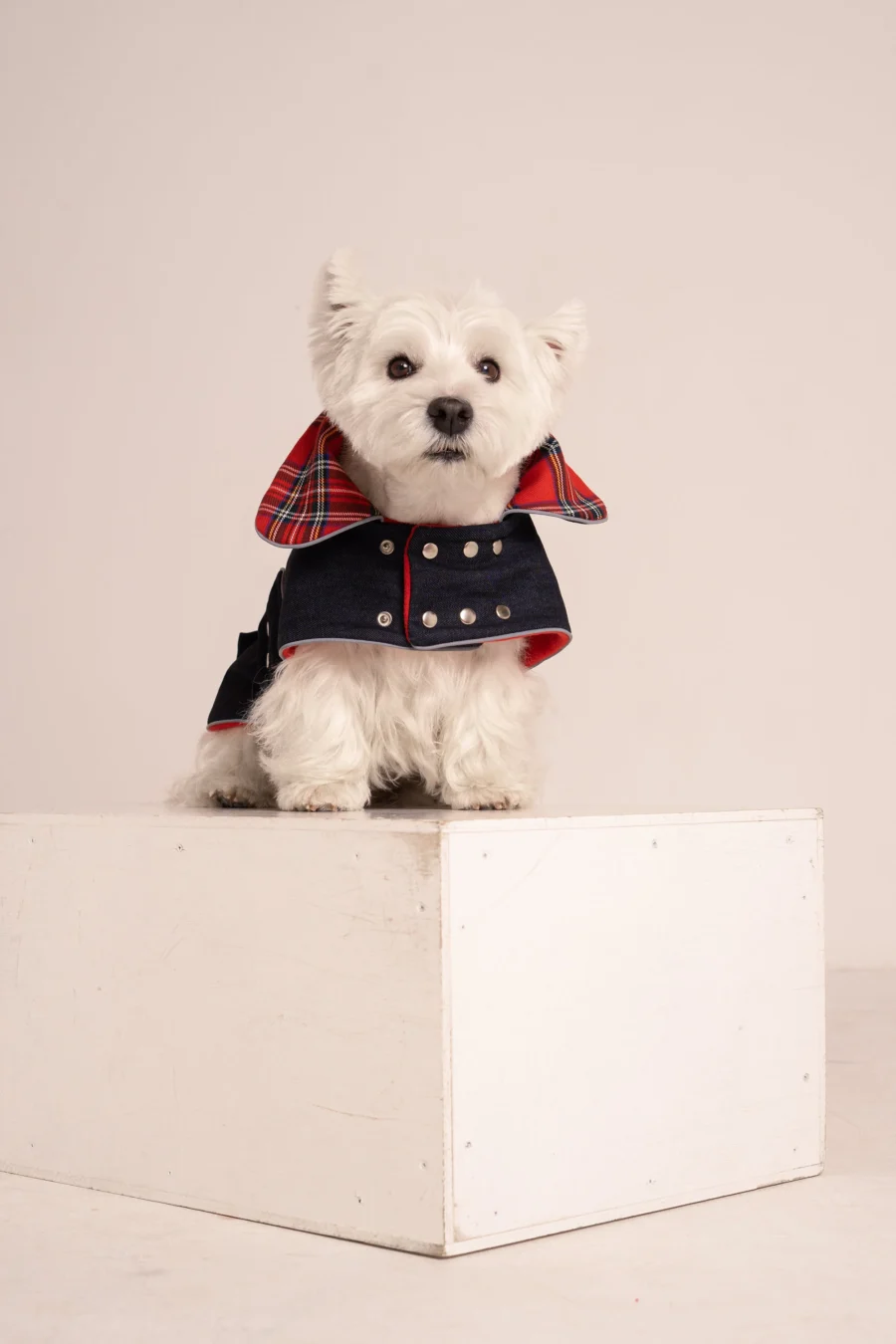 Westie sitting in beige background, wearing jeans coat. ciuciu bestdograincoats