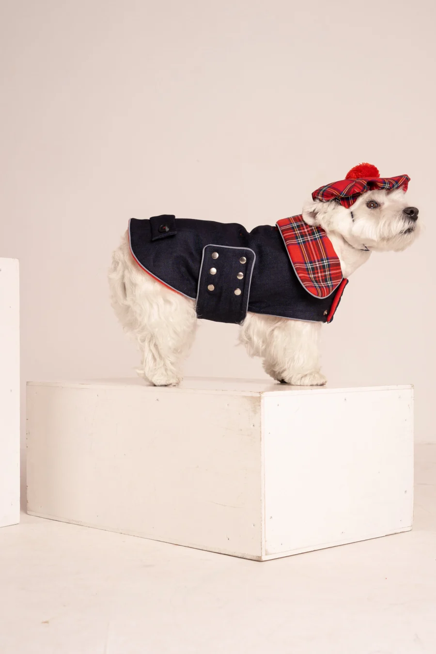 Westie sitting in beige background, wearing red plaid royal stewart christmas tam and jeans coat. ciuciu bestdograincoats