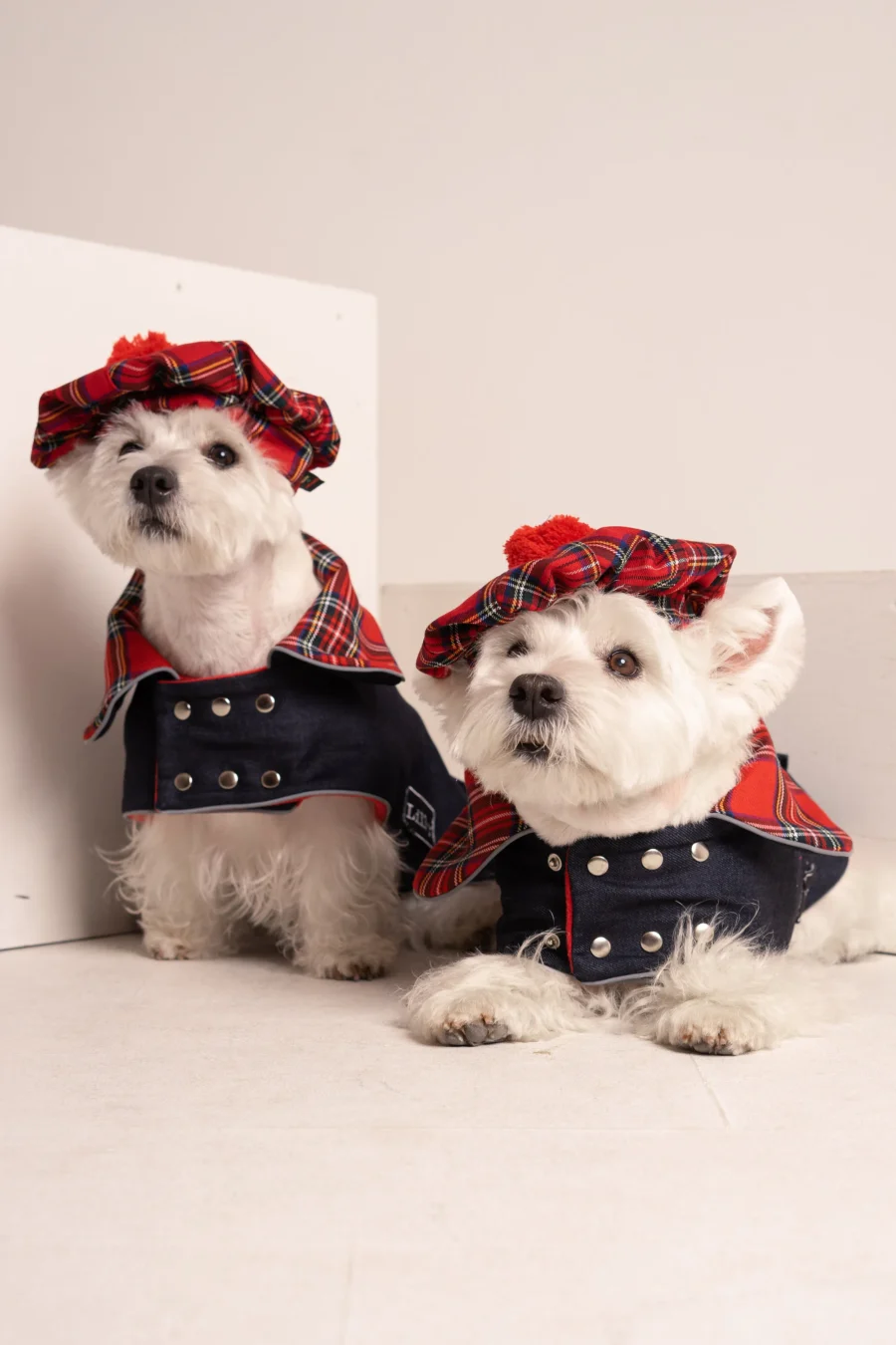 two Westies sitting in beige background, wearing red plaid royal stewart christmas tam and jeans coat. ciuciu bestdograincoats