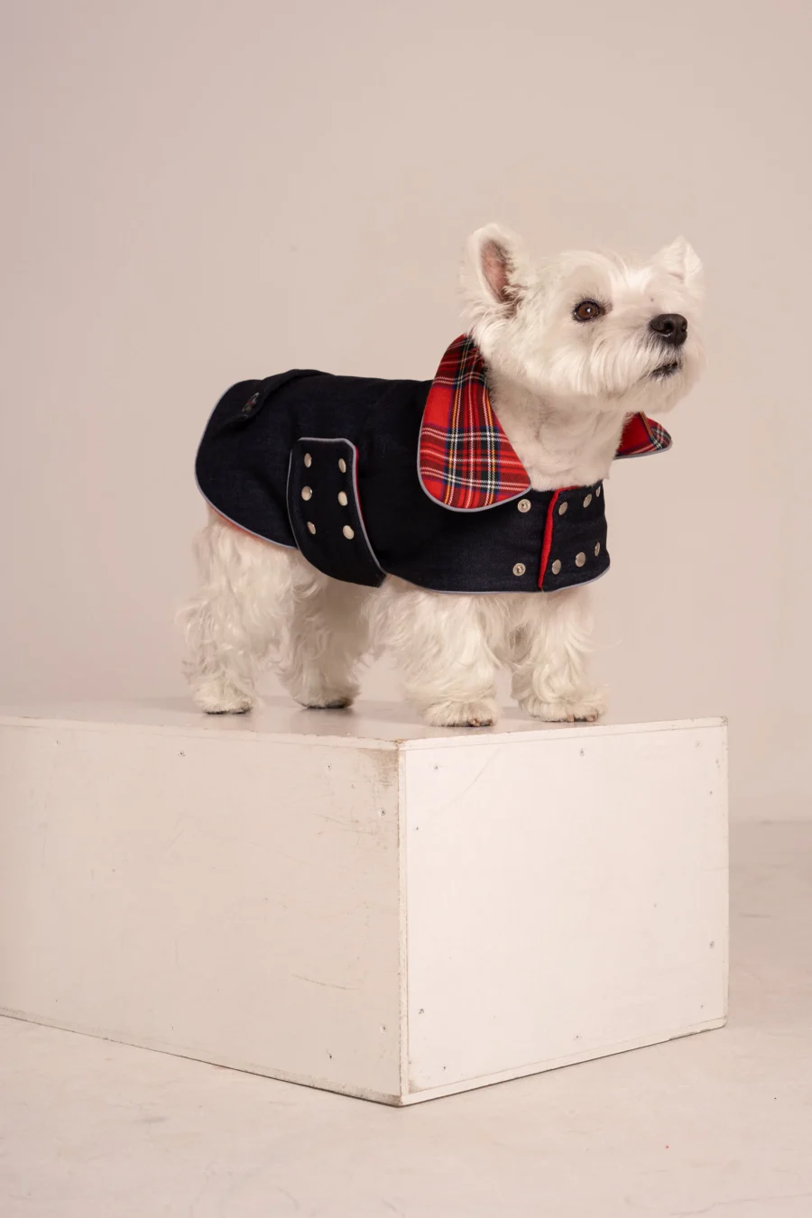 Westie sitting in beige background, wearing jeans coat. ciuciu bestdograincoats