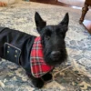 scottish-plaid-dpg-bandana-ciuciu-bestdograincoats