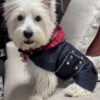 scottish-plaid-dpg-bandana-ciuciu-bestdograincoats