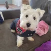 scottish-plaid-dpg-bandana-ciuciu-bestdograincoats