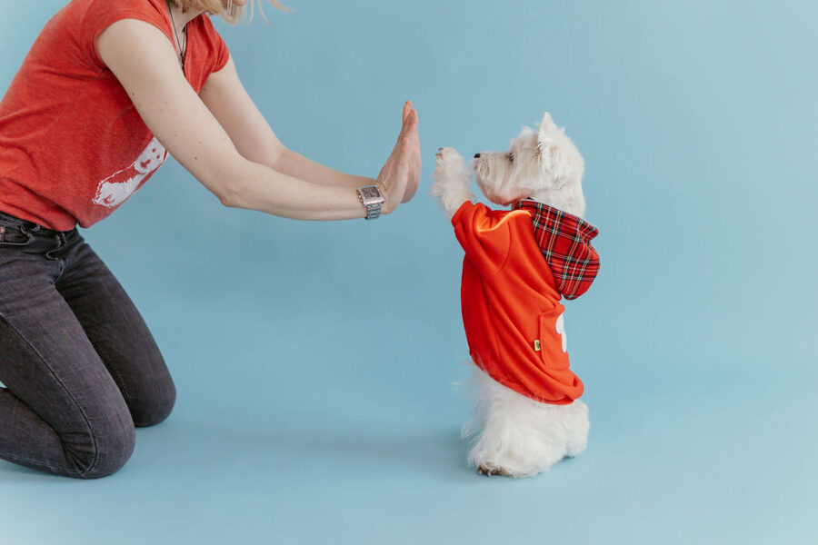 White dog westie sitting in fron givinbg high five dressed in red fleece hoodie with lighted reflects on arms