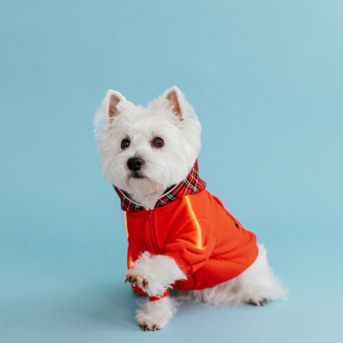 White dog westie sitting in fron givinbg high five dressed in red fleece hoodie with lighted reflects on arms